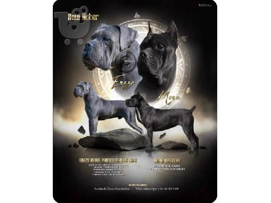 Κουτάβια Cane Corso